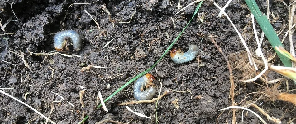Three white grubs on the soil in Lititz, PA.